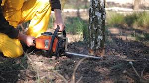 How Our Tree Care Process Works  in  Samsula Spruce Creek, FL