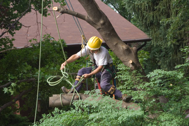 Samsula Spruce Creek, FL Tree Care Company